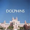 Dolphins